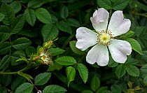 Dog rose {Rosa canina} UK.