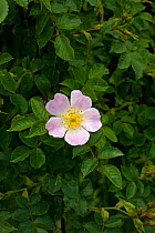 Dog rose {Rosa canina} UK.
