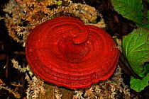 Bracket fungus {Ganoderma lucidum} UK.