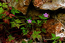Herb robert {Geranium robertianum} growing in stone wall, UK.