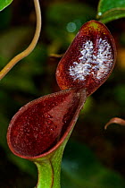 Pitcher plant {Nepenthes lowii} Borneo