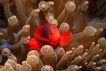 Spinecheek anemonefish (Premnas biaculeatus) in host anemone. Papua New Guinea.