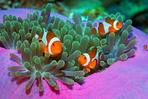 False clown anemonefish (Amphiprion ocellaris) with host anemone. Indonesia.
