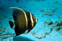 French angelfish (Pomacanthus paru) juvenile. Bonaire, Caribbean.