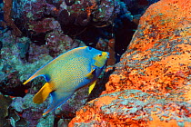 Queen angelfish (Holacanthus ciliaris) and sponges, Bonaire, Caribbean.