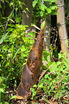 Bamboo shoot, Japan. A sought after delicacy.