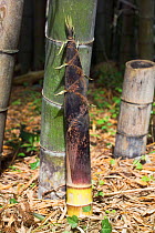 Bamboo shoot, Japan. A sought after delicacy.