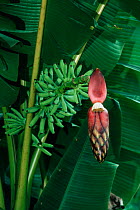 Wild banana tree flowering (Musacea sp.) Sabah, Malaysia