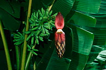 Wild banana tree flowering (Musacea sp.) Sabah, Malaysia