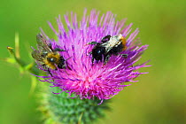 Common Carder-bee {Bombus pascuorum} on Spear Thistle, {Cirsium vulgare} UK.