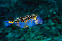 Spotted trunkfish / boxfish (Ostracion meleagris) male. Sulawesi, Indonesia