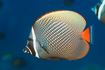 Redtail / Collared butterflyfish (Chaetodon collare) Andaman Sea, Thailand.