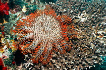 Crown-of-Thorns starfish (Acanthaster planci) feeds on coral, Irian Jaya / West Papua, Indonesia (West Papua).