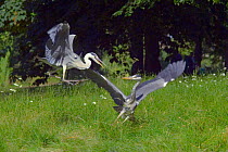 Grey heron (Ardea cinerea) squabbling. Regent's Park, London, UK.