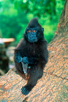 Captive Celebes / Black / Sulawesi macaque (Macaca nigra) juvenile on chain. Sulawesi, Indonesia.