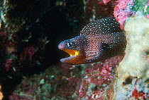 Yellowmouth moray (Gymnothorax nudivomer) Red Sea.