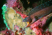 Yellowmouth moray (Gymnothorax nudivomer) Red Sea.