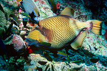 Titan triggerfish feeds on coral. Wrasses waiting for escaping prey. Andaman Sea