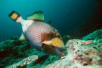 Titan triggerfish (Balistoides viridescens) feeding on coral. Malaysia.