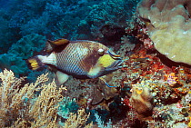 Titan triggerfish (Balistoides viridescens) feeding on coral. Indonesia.