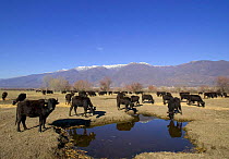 Herd of domestic Water buffalo {Bubalus arnee} at watering hole, Lake Kerkini,