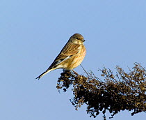 Linnet {Acanthis / Carduelis cannabina} male perching, in winter, UK.