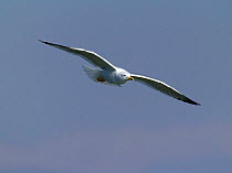 Yellow legged Gull {Larus cachinnans} in flight, Lake Kerkini, Greece.
