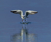 Black headed Gull {Chroicocephalus ridibundus} taking off from water, UK.