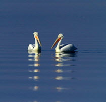 Two Dalmatian Pelicans {Pelicanus crispus} adults on water, Lake Kerkini, Greece.