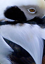 Close-up of male Long-tailed Duck {Clangula hyemalis} in winter plumage, UK.