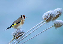 Goldfinch {Carduelis carduelis} on Teasel, cold winters morning, Kent, UK.
