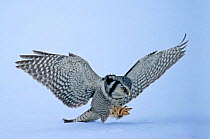 Hawk Owl {Surnia ulula} pouncing on prey below the snow, Finland.