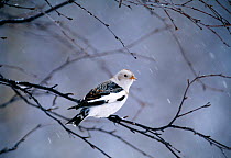 Snow Bunting {Plectrophenax nivalis} male perching in winter, Cairngorms, Scotland, UK.