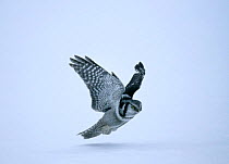 Hawk Owl {Surnia ulula} hunting in winter, Finland.