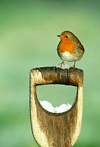 Robin {Erithacus rubecula} perched on garden fork or spade handle in winter, UK.