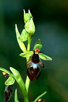 Fly orchid {Ophrys insectifera} portrait, Republic of Ireland.