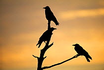 Silhouette of Carrion Crows {Corvus corone} perching on a dead tree at dawn, Kent, UK