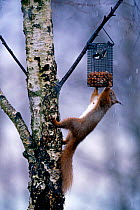 Red Squirrel {Sciurus vulgaris} and Coal Tit {Parus ater} on garden nut feeder, UK.