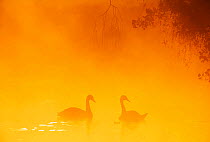 Silhouette through mist of two Mute Swans {Cygnus olor} on water, UK.