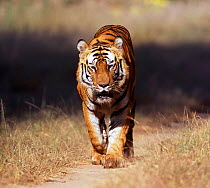 Male Bengal tiger {Panthera tigris} walking along path, Bandavgarh National Park, India.
