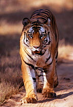 Male Bengal tiger {Panthera tigris} walking along path, Bandavgarh National Park, India.