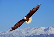 Bald Eagle {Haliaeetus leucocephalus} in flight, Alaska, USA.