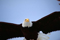 Bald Eagle {Haliaeetus leucocephalus} in flight, Alaska, USA.
