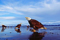 Group of Bald Eagles {Haliaeetus leucocephalus} shoreline, Alaska, USA.