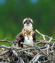 Adult Osprey {Pandion haliaetus} and chick in nest, Finland.