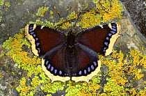 Camberwell beauty butterfly {Nymphalis antiopa} on a lichen covered rock, Europe.