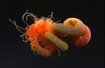 Polycheate worm {Cirratulus cirratulus}