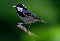 Coal tit {Periparus ater} perched on twig, Europe.