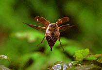 Common Cockchafer / May bug {Melolontha melolontha} in flight, Europe.