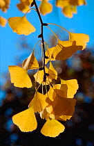 Autumnal Gingko tree {Gingko biloba} leaves, Europe.